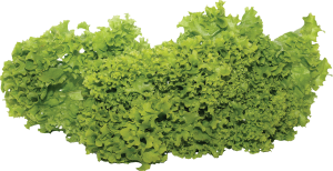 Green salad PNG image-2814